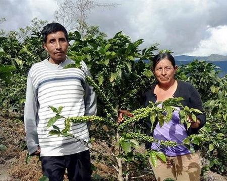 Decaf Peru Organic