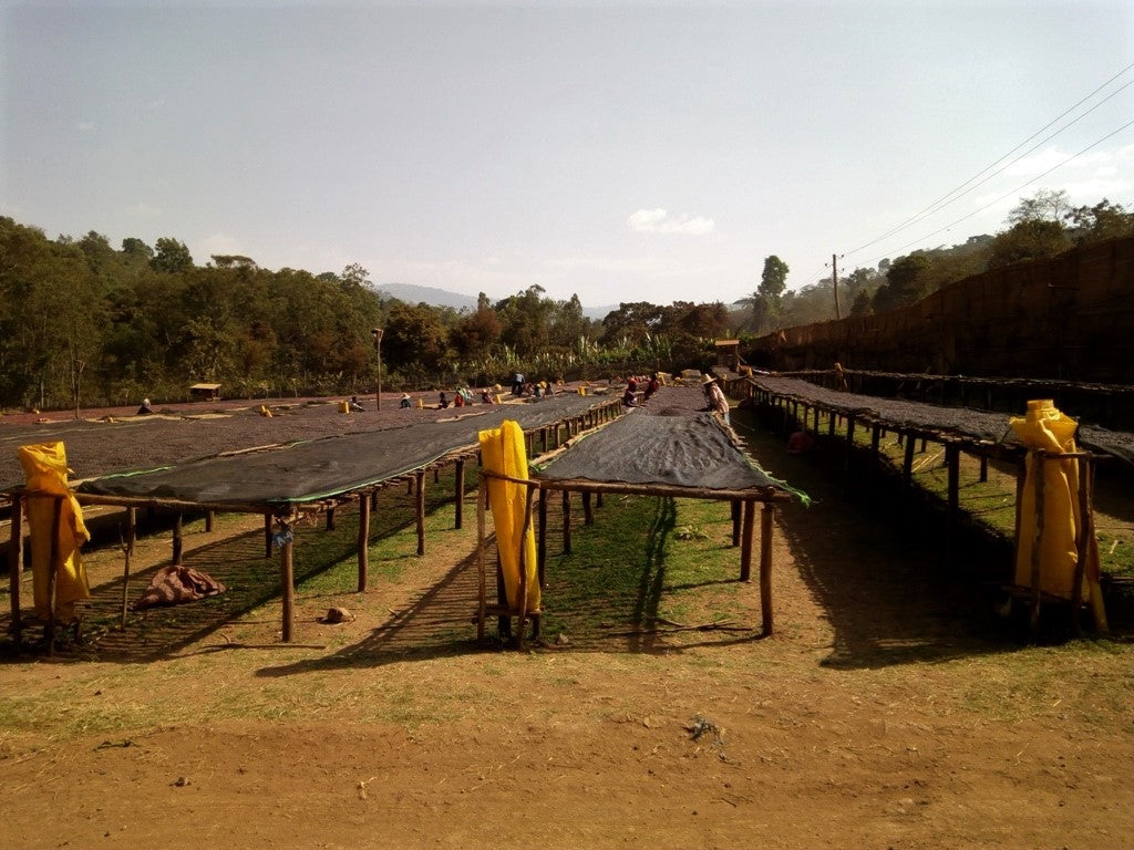 Yirgacheffe Hirbe Gasha - Ethiopia
