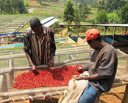 Dukunde Kawa Espresso - Rwanda