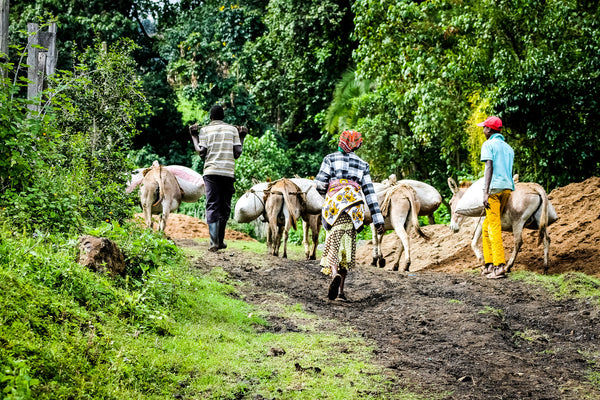 Othaya Peaberry - Kenya