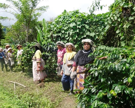 Takengon - Sumatra