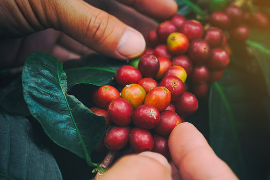Decaf Brazil Mogiana