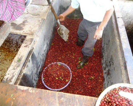Decaf Guatemala