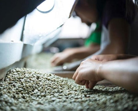 Sumatran Mandheling Decaf